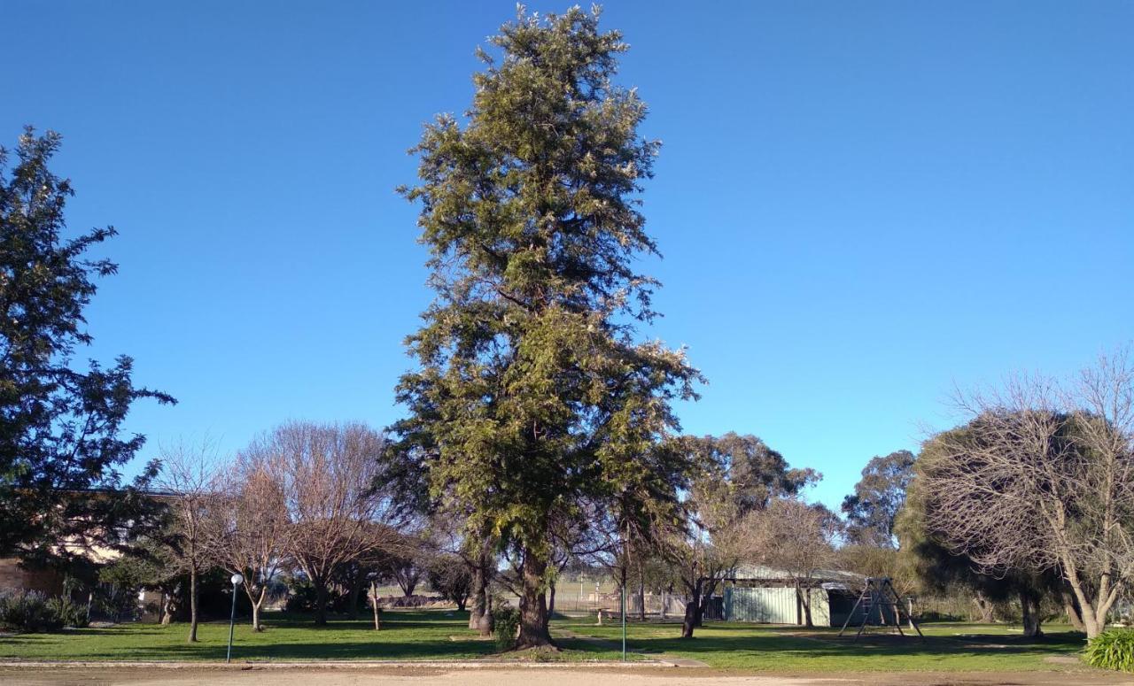 Allonville Gardens Motel Wagga Wagga Exterior foto